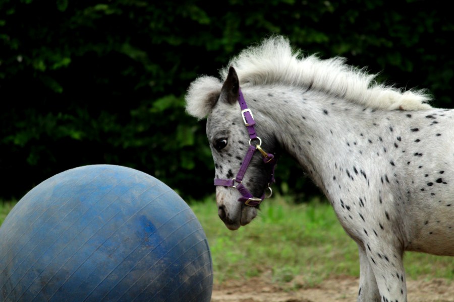 miniature-horse-jolly-ball